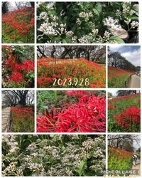 ファイル 1928-1.jpeg