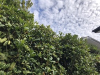 ファイル 1933-1.jpeg