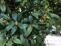 ファイル 1933-2.jpeg