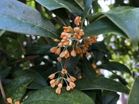 ファイル 1933-3.jpeg