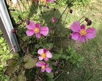 ファイル 1933-4.jpeg