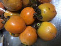 ファイル 1934-1.jpeg