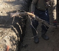 ファイル 1968-4.jpeg