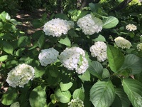 ファイル 2001-1.jpeg