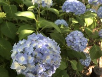 ファイル 2001-2.jpeg