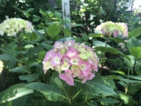 ファイル 2001-3.jpeg