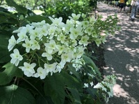 ファイル 2001-4.jpeg