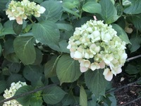 ファイル 2001-5.jpeg