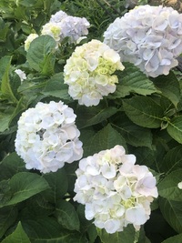 ファイル 2006-1.jpeg