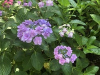 ファイル 2006-2.jpeg