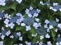 ファイル 2006-3.jpeg