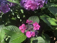 ファイル 2006-4.jpeg