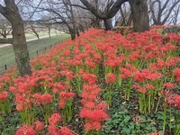 ファイル 2033-1.jpeg