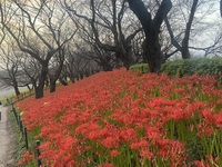 ファイル 2033-2.jpeg