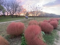 ファイル 2033-5.jpeg