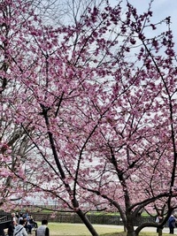 ファイル 2079-3.jpeg