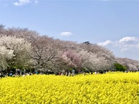 ファイル 2083-1.jpeg