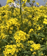 ファイル 2083-3.jpeg