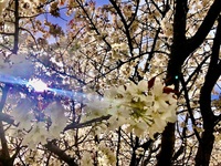 ファイル 2083-5.jpeg