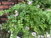 ファイル 2086-1.jpeg