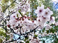 ファイル 2087-3.jpeg