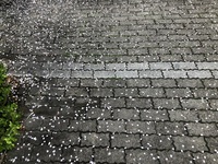 ファイル 2087-4.jpeg