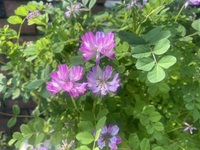 ファイル 2087-5.jpeg