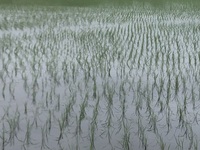 ファイル 2096-2.jpeg