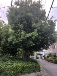 ファイル 2103-1.jpeg