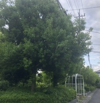 ファイル 2103-2.jpeg