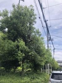 ファイル 2105-1.jpeg