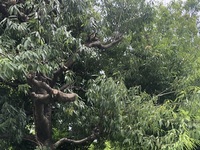 ファイル 2105-2.jpeg