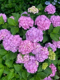 ファイル 2107-2.jpeg