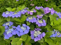 ファイル 2107-3.jpeg