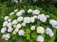 ファイル 2107-4.jpeg