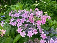 ファイル 2107-5.jpeg