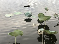 ファイル 2126-4.jpeg