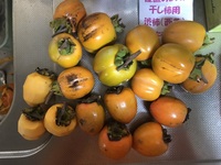 ファイル 2132-1.jpeg