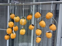 ファイル 2132-2.jpeg