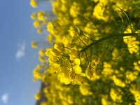 ファイル 2184-2.jpeg