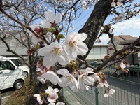 ファイル 2185-1.jpeg