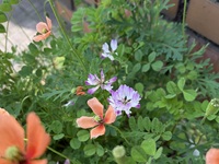 ファイル 2194-1.jpeg