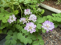 ファイル 2194-2.jpeg